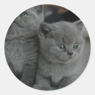 Sticker Rond jeune chaton animal purr meow kitty chatte chatte 