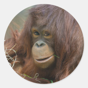 Sticker Rond Jeune Orangutan Joueur