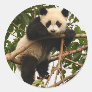 Sticker Rond Jeune panda géant