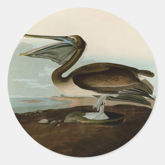 Sticker Rond John James Audubon Peinture Pélicane Brown (Devant)