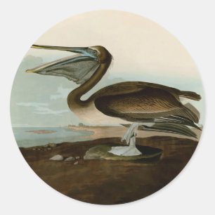 Sticker Rond John James Audubon Peinture Pélicane Brown