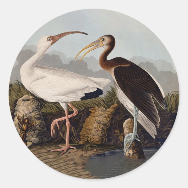Sticker Rond John James Audubon White Ibis Bird Print Classic (Devant)