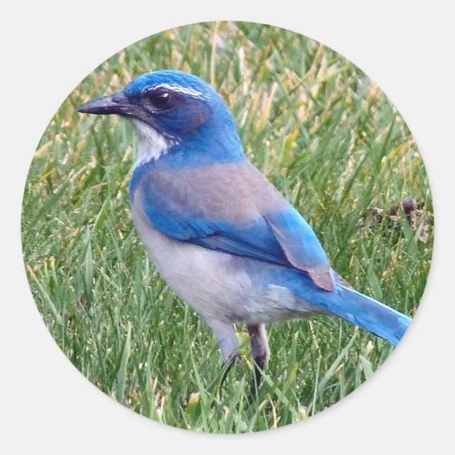 Sticker Rond Joli Blue Scrub Jay Bird Photo (Devant)