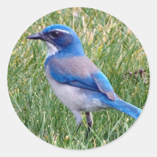 Sticker Rond Joli Blue Scrub Jay Bird Photo