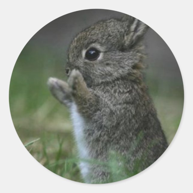 Sticker Rond Joli Bunny (Devant)