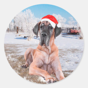 Sticker Rond Joli chien Great Dane assis dans la neige avec un 