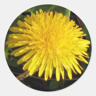 Sticker Rond Joli Dandelion