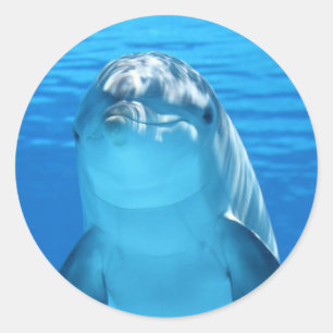 Sticker Rond Joli Dauphin Sous La Mer