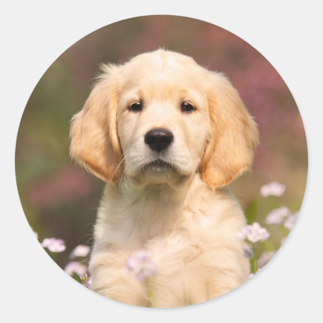 Sticker Rond Joli Golden Retriever Chien Chiot Chiot Visage Ani (Devant)