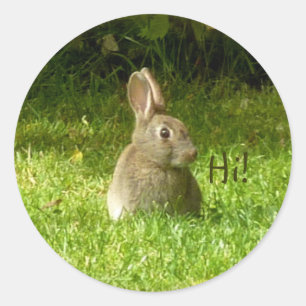 Sticker Rond Joli lapin !