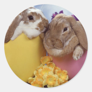 Sticker Rond Joli lapin de Pâques à l'intérieur des oeufs