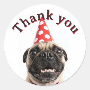 Sticker Rond Joli Pug d'anniversaire en chapeau de fête rouge