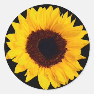 Sticker Rond Joli Sceau d'enveloppe de tournesol jaune