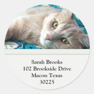 Sticker Rond Jolie Kitty