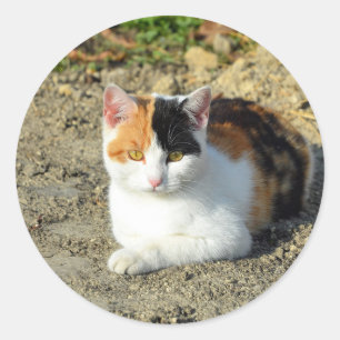 Sticker Rond Jolie photo de chat Calico