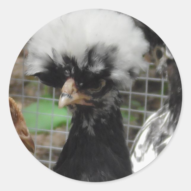 Sticker Rond Jolie photo de poulet polonais (Devant)