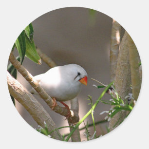 Sticker Rond Jolie photo White Finch