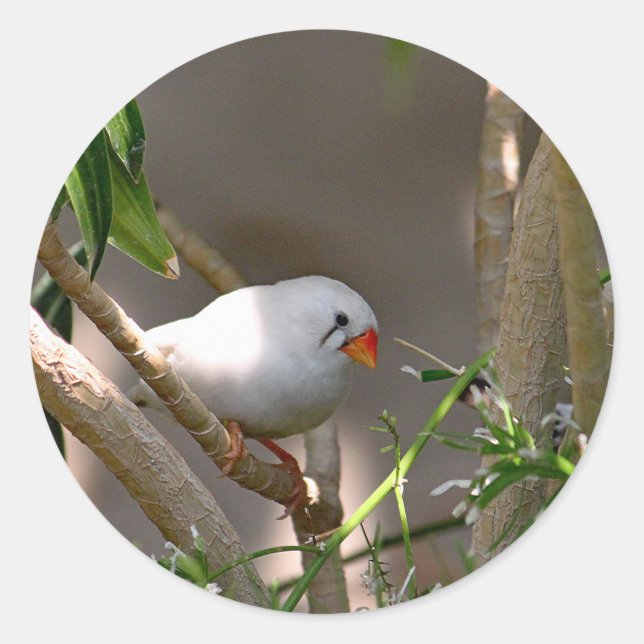 Sticker Rond Jolie photo White Finch (Devant)