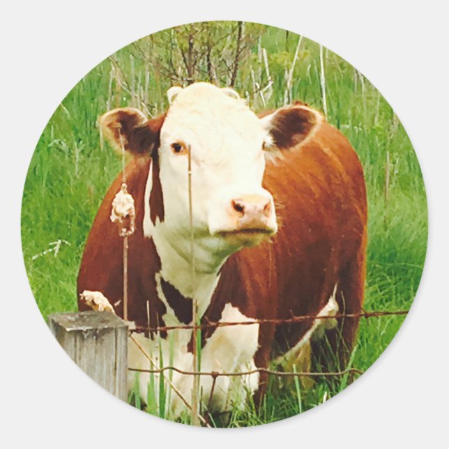 Sticker Rond Jolie vache coudée 4Carla (Devant)