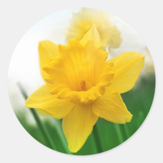 Sticker Rond jonquille de printemps