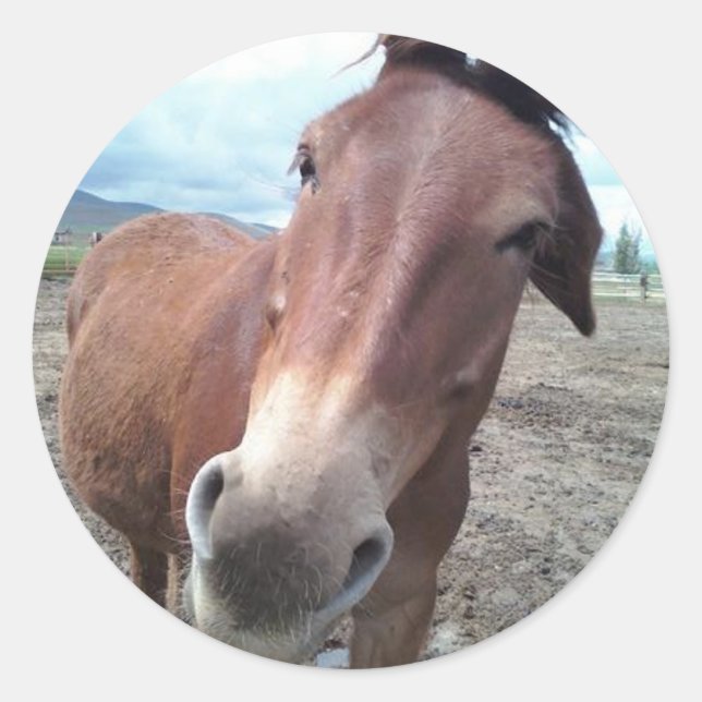 Sticker Rond Josie, la drôle de mule (Devant)