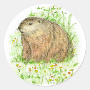 Sticker Rond Jour de la marmotte Boodchuck Rodent Animal