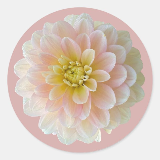 Sticker Rond Jour Dreamer Nénuphar Dahlia (Devant)