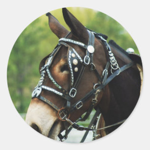 Sticker Rond jours de mule