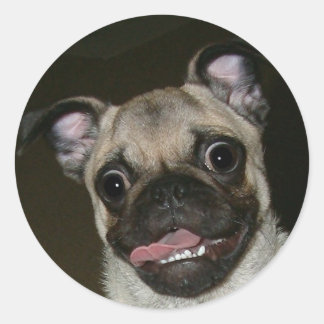 Sticker Rond Joyeux Carlin