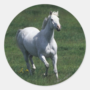 Sticker Rond Jument de pur sang