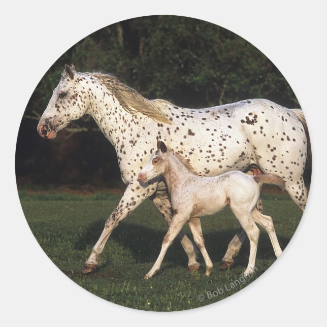 Sticker Rond Jument et poulain d'Appaloosa dans le domaine (Devant)