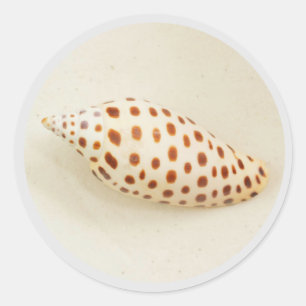 Sticker Rond Junonia Florida Beach Shell, un quartier tropical 