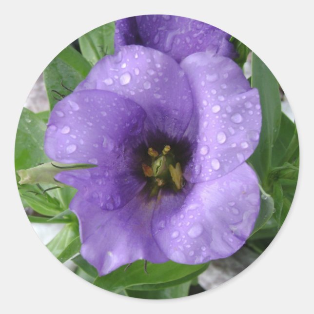 Sticker Rond Juste arrosé (Devant)