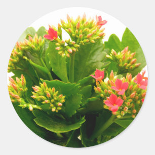 Sticker Rond Kalanchoe blossfeldiana