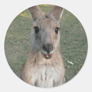 Sticker Rond Kangaroo