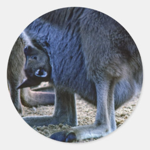 Sticker Rond Kangourou bébé dans la poche de la mère - Australi