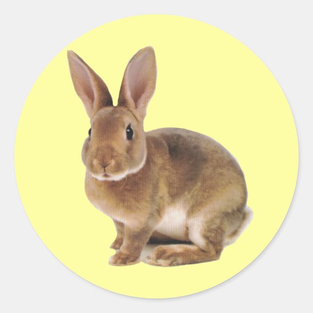 Sticker Rond Kawaii Cute Lapin Lapin (Devant)