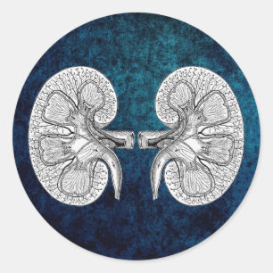 STICKER ROND KIDNEY 2
