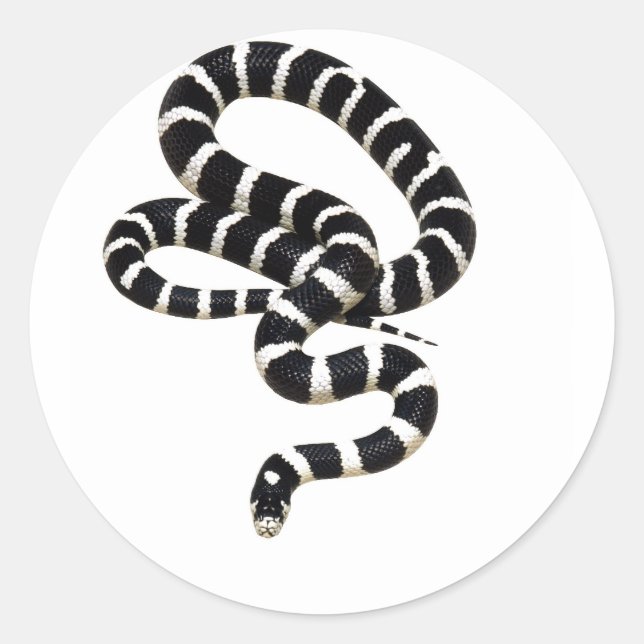 Sticker Rond King Snake de Junglewalk.com (Devant)