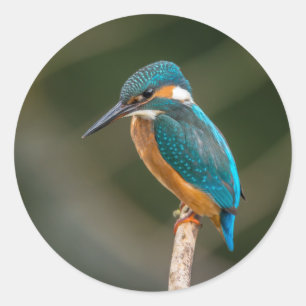 Sticker Rond Kingfisher