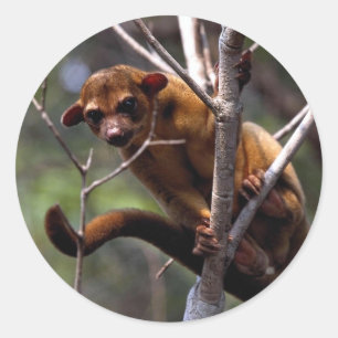 Sticker Rond Kinkajou (Potos flavus)
