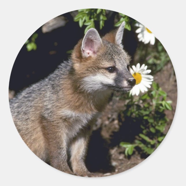 Sticker Rond Kit Grey Fox-young (Devant)