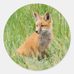 Sticker Rond Kit Renard rouge dans l'herbe près de la tanière