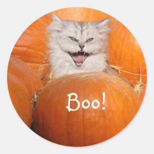 Sticker Rond Kitten en citrouille