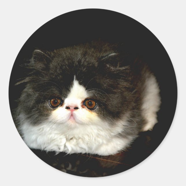 Sticker Rond Kitten noir et blanc (Devant)