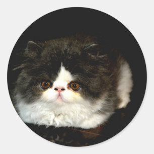 Sticker Rond Kitten noir et blanc