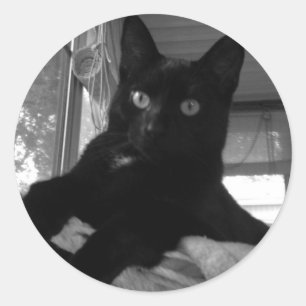 Sticker Rond Kitty noir