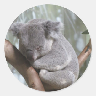 Sticker Rond koala