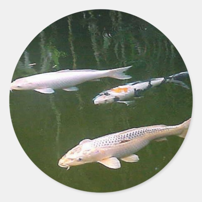 Sticker Rond Koi (Devant)