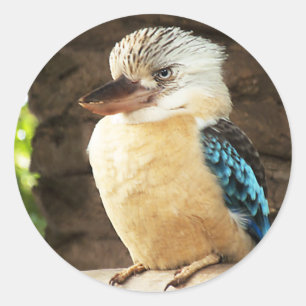 Sticker Rond Kookaburra